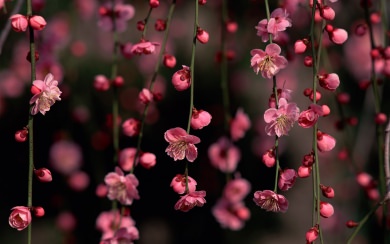 Cherry Blossoms Wallpaper Phone 4K HD 2020