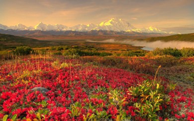 Denali National Park And Preserve Best Live Wallpapers Photos Backgrounds