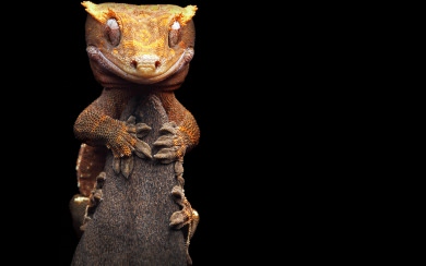 Gecko iPhone Images In 4K Download