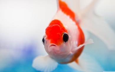 Goldfish Background Images HD 1080p Free Download