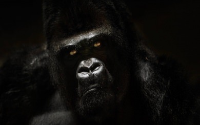 Gorilla 3D HD 4K