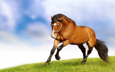 Horse 4K 5K 8K HD Display Pictures Backgrounds Images