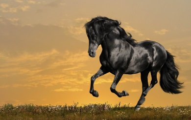 Horse 4K 5K Display Pictures Backgrounds Images