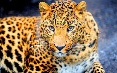 Jaguar Wallpaper Widescreen Best Live Download Photos Backgrounds