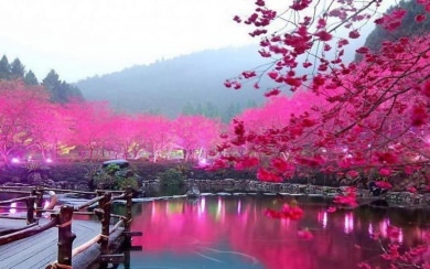 Japanese Garden Cherry Blossom 3000x2000 Best Free New Images
