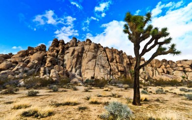 Joshua Tree National Park 4K 8K Free Ultra HD HQ Display Pictures Backgrounds Images