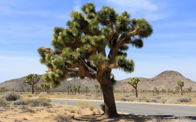 Joshua Tree National Park HD 4K Wallpapers For Apple Watch iPhone