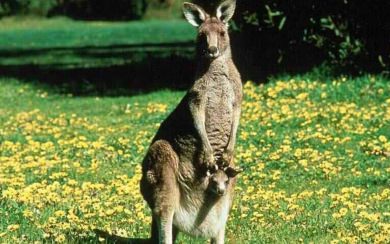 Kangaroo 4K 8K 2560x1440 Free Ultra HD Pictures Backgrounds Images