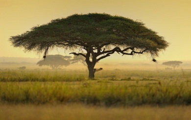 Kenya Tigers Mobile iPhone iPad Images Desktop Background Pictures