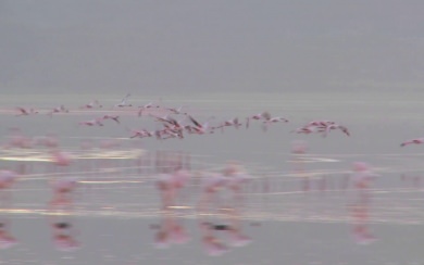 Lake Nakuru Flamingos Full HD FHD 1080p Desktop Backgrounds For PC Mac