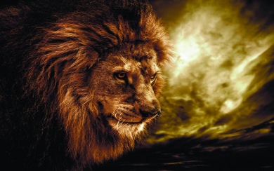 Lion 4K 8K HD Display Pictures Backgrounds Images