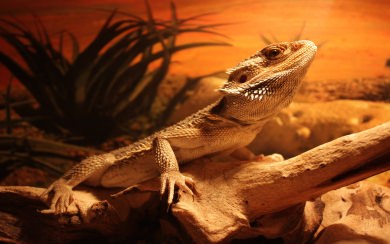 Lizard Best New Photos Pictures Backgrounds