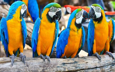 Macaw Background Images HD 1080p Free Download