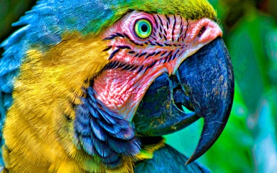 Macaw HD wallpaper For Mac Windows Desktop Android