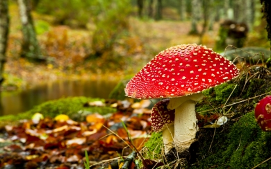 Mushroom Ultra High Quality Background Photos