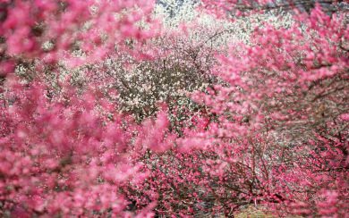 Nature Cherry Blossoms HD Background Images