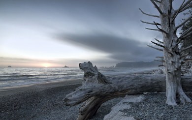 Olympic National Park 8K HD 2560x1600 Mobile Download