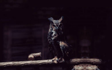 Owl Wallpaper FHD 1080p Desktop Backgrounds For PC Mac