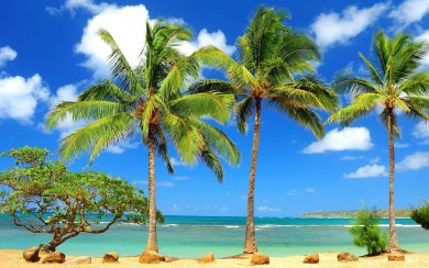 Palm Trees 2560x1600 To Download For iPhone Mobile
