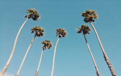 Palm Trees 4K 8K Free Ultra HQ iPhone Mobile PC