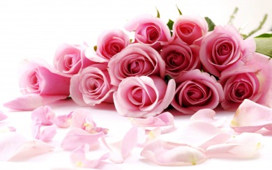 Roses 1920x1080 4K 8K Free Ultra HD HQ Display Pictures Backgrounds Images