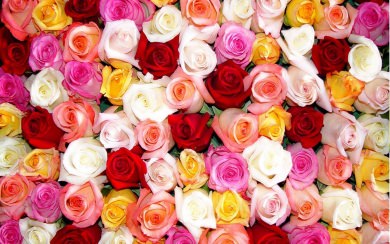 Roses HD Background Images