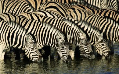 Scalamandre Zebras iPhone Images In 4K