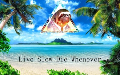 Sloth Wallpaper WhatsApp DP Background For Phones