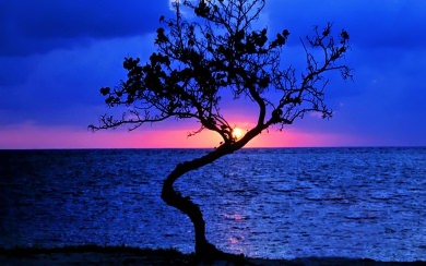 Sunsets Wonderful Sunset Lonely Tree 4K 8K Free Ultra HQ iPhone Mobile PC