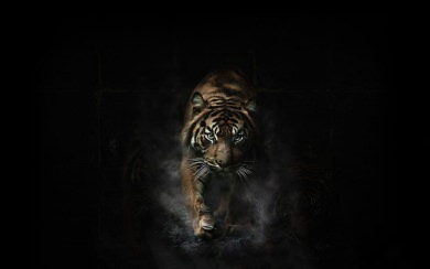 Tiger HD wallpaper For Mac Windows Desktop Android