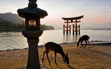Torii Gate HD Wallpapers for Mobile