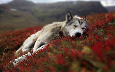 Wolf 4K 5K 8K Pictures Backgrounds Images