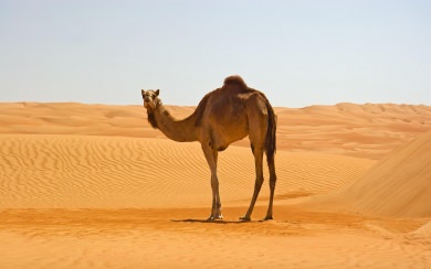 Camel 4K Wallpapers for WhatsApp