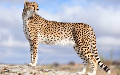 Cheetah Live Free HD Pics for Mobile Phones PC