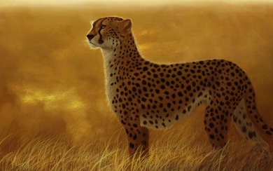 Cheetah Ultra HD Wallpapers 8K Resolution 7680x4320 And 4K Resolution