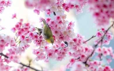 Cherry Blossoms High Resolution Desktop Backgrounds