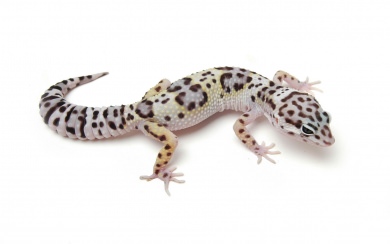 Gecko Download HD 1080x2280 Wallpapers Best Collection