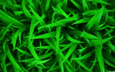 Grass Download Best 4K Pictures Images Backgrounds