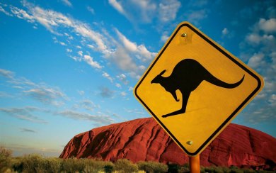 Kangaroo Download HD 1080x2280 Wallpapers Best Collection