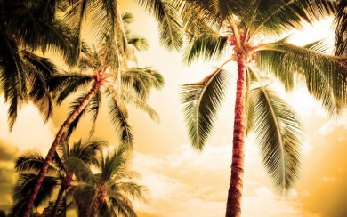 Palm Trees 3D Desktop Backgrounds PC & Mac