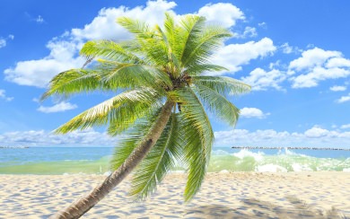 Palm Trees Ultra HD Wallpapers 8K Resolution 7680x4320 And 4K Resolution