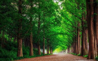 Green Forest Trees