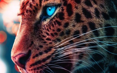 Cheetah Blue Eyed 4K Wallpapers