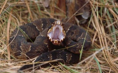 Cottonmouth Snake PS5 Windows 11 iPhone 13 8K wallpapers