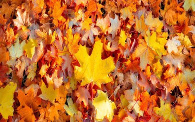 Maple Leaves in Autumn Mac Windows 13