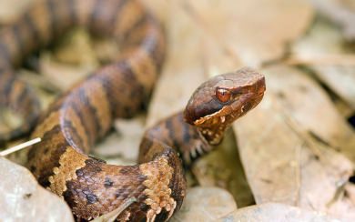 Snake Cottonmouth Windows 11 iPhone 13 8K wallpapers