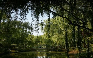 Weeping Willow Trees 4K