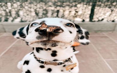Butterfly on Dalmatian's Nose 4K