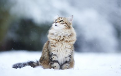Cats in Winter Wallpapers