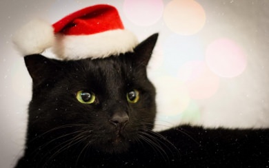 Christmas Cat 2021